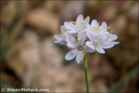Armeria bourgaei