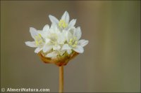 Armeria filicaulis
subsp. nevadensis