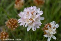 Armeria splendens