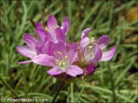 Armeria splendens