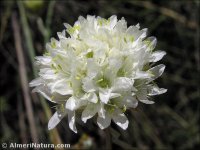 Armeria villosa
ssp longiaristata
