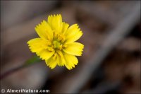 Arnoseris minima