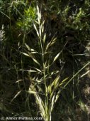 Arrhenatherum album