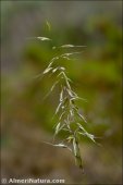 Arrhenatherum elatius
ssp baeticum
