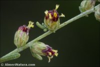 Artemisia barrelieri