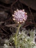 Artemisia granatensis