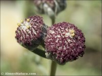 Artemisia granatensis