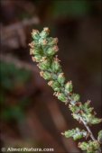 Artemisia herba-alba
subsp. valentina