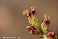 Artemisia herba-alba