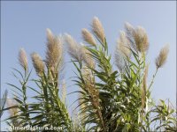 Arundo donax
