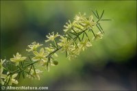 Asparagus acutifolius