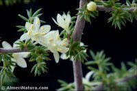 Asparagus acutifolius