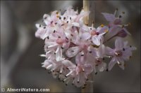Asparagus albus