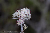 Asparagus albus
