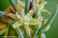 Asparagus horridus