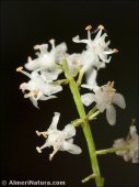 Asparagus officinalis