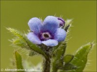 Asperugo procumbens