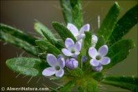 Asperula arvensis