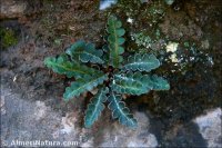 Asplenium ceterach