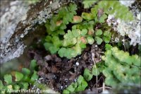 Asplenium petrarchae
ssp bivalens