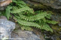 Asplenium quadrivalens