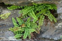 Asplenium viride