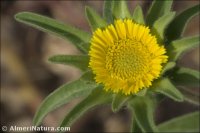 Asteriscus aquaticus