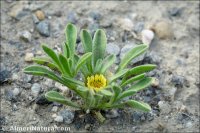 Asteriscus hierichunticus