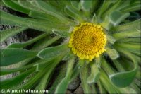 Asteriscus hierichunticus