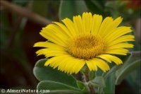 Asteriscus maritimus
