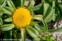 Asteriscus maritimus
