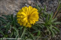 Asteriscus maritimus
