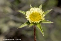 Asteriscus spinosus