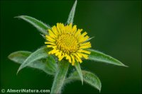 Asteriscus spinosus