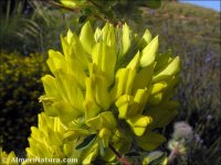 Astragalus alopecuroides