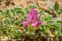 Astragalus bourgaeanus