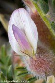 Astragalus clusianus