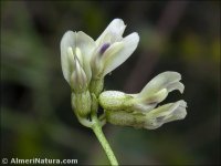 Astragalus depressus