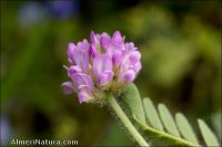 Astragalus echinatus