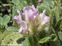 Astragalus echinatus