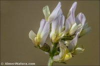 Astragalus edulis