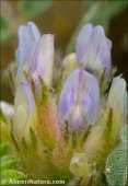 Astragalus epiglottis