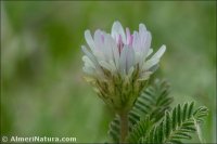 Astragalus glaux