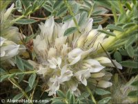 Astragalus granatensis