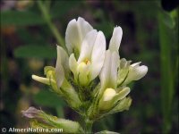 Astragalus hamosus