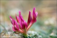 Astragalus incanus subsp. nummularioides