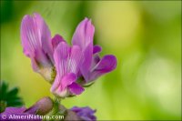 Astragalus longidentatus