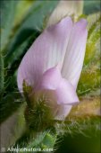 Astragalus longidentatus