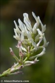 Astragalus monspessulanus
ssp gypsohyllus