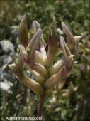 Astragalus monspessulanus
ssp gypsohyllus